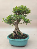 Bonsai Ulmus parvifolia seiju