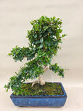 Bonsai carmona