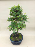 Ulmus Parvifolia