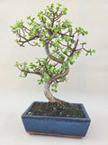 Bonsai Portulacaria
