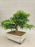 Acer palmatum kiyohime