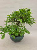 Bonsai liguster