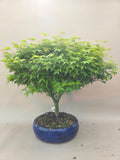 Bonsai acer little princess