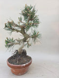 Bonsai Pinus thunbergii