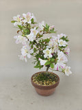 Bonsai Azalea kaminoyamakirin