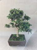 Bonsai liguster