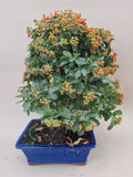 Bonsai Vuurdoorn oranje bes