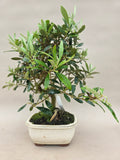 Bonsai Olive