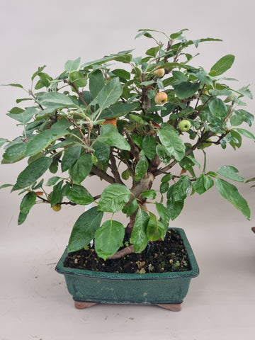 Bonsai Malus evereste