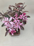 Bonsai Malus sargentii