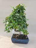 Bonsai Vuurdoorn oranje bes