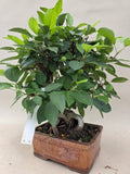 Bonsai Malus evereste