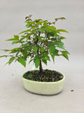 Zelkova serrata Bonsai