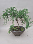 Bonsai rozemarijn