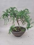 Bonsai rozemarijn