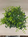 Bonsai Fraxinus