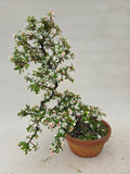 Bonsai-Cotoneaster