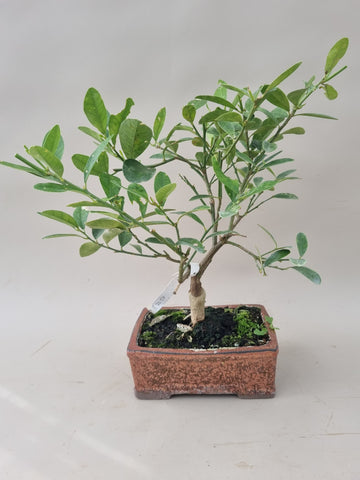 Bonsai Citrus citroen