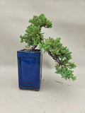 Bonsaï Juniperus procumbens nana cascade