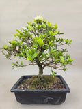 Bonsai Azalea zenbazuru