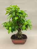 Bonsai duranta erecta