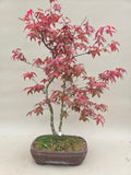 Bonsai Fächerahorn Deshojo Doppelstamm