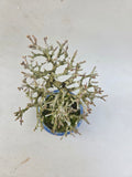 Bonsai Premna japonica Shohin
