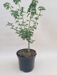 acer palmatum shishigashira