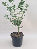 acer palmatum shishigashira