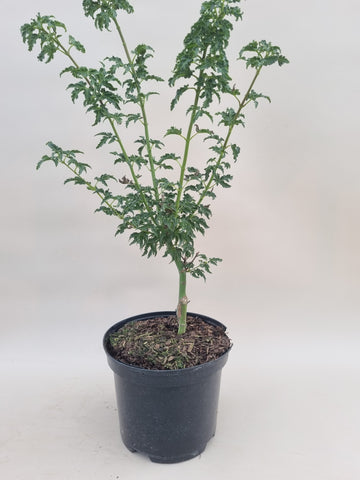 acer palmatum shishigashira
