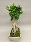 Bonsai-Bougainvillea