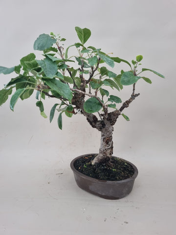 Bonsai Malus