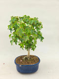 Bonsaï Acer Buergerianum