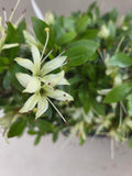 Bonsai Azalea zenbazuru