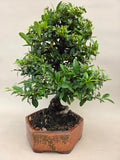 Bonsaï Pyracantha à baies oranges