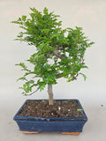 Bonsai Zanthoxylum