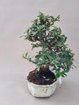 Bonsai Vuurdoorn oranje bes