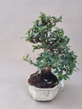Bonsai Vuurdoorn oranje bes