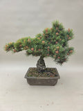 Pinus parviflora