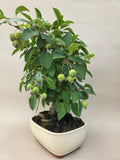 Bonsai Malus evereste