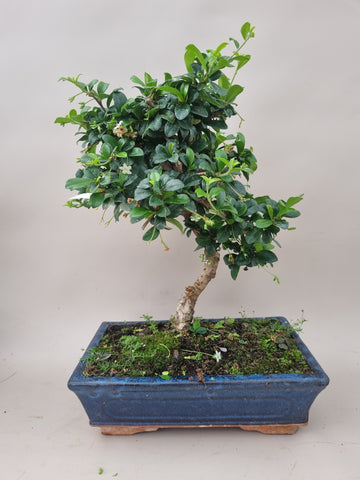 Bonsai carmona