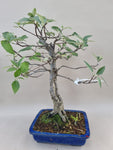 Bonsai sorbes