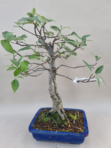 Bonsai sorbes