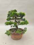 Bonsai Juniperus chinensis Itoigawa Shohin