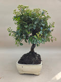 Bonsai Vuurdoorn oranje bes