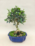Bonsai Olijf olea sylvestris