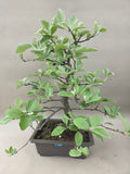 Bonsai-Ebereschen