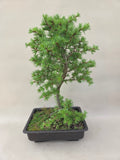Bonsai Lärche decidua