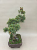 Pinus parviflora
