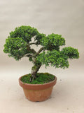 Bonsai Juniperus chinensis